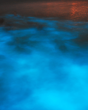 Luminous Lagoon Tour Tickets